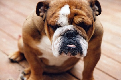 Azok a kutyák, amelyek nem tanítható - blog állatorvosok - belanta