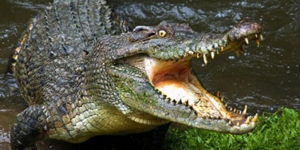Сонник крокодил кусає до чого сниться крокодил кусає уві сні
