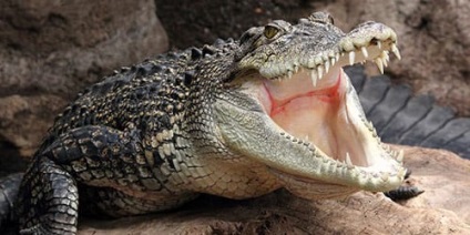 Сонник крокодил кусає до чого сниться крокодил кусає уві сні