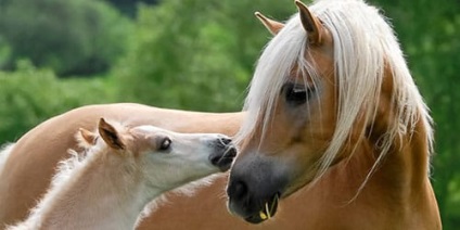 Álomértelmezés ló egy csikó, amit álom ló egy csikó egy álom