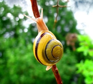 Álom csiga (cochlea) Álom értelmezése csigák