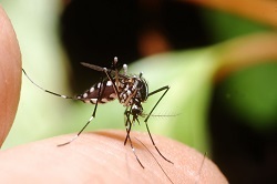 Засоби від комарів для дітей, бебіклад