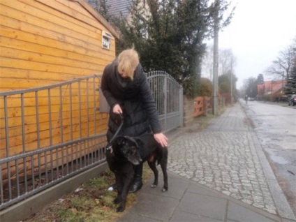 Öreg kutya a fogyatékos megtalálta a boldogságot Németországban, cikk