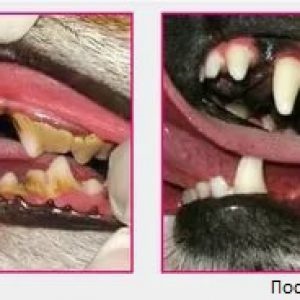 Stomatitis kutyák fotó, tünetek, kezelés, otthon, gyógyszerek, megelőzés