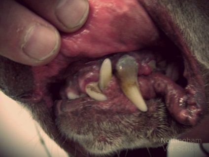 Stomatitis kutyáknál okoz, tünetek és a kezelés
