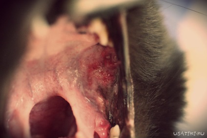 Stomatitis kutyáknál okoz, tünetek és a kezelés
