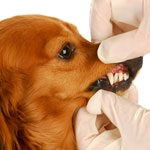 Stomatitis kutyák tünetek, kezelés, megelőzés, állatorvosi szolgálata a Vladimir régió