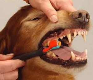 Stomatitis kutyák tünetek, kezelés, megelőzés, állatorvosi szolgálata a Vladimir régió