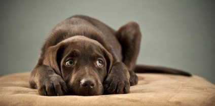 Stomatitis kutyák fajta kezelés