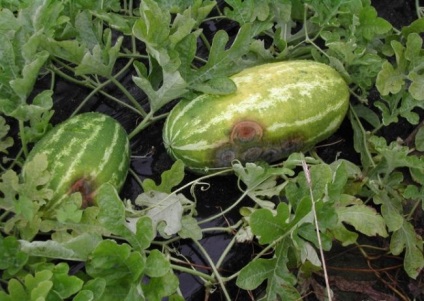A technológia és a titkok növekvő görögdinnyét a külvárosban egy üvegházban és szabadföldi körülmények között