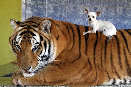 Tiger helyett 7 pet ragadozók élnek a brazil család - Hírek képekben