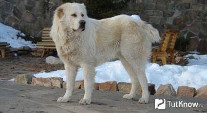 Tobet kutya leírását, árát kazah farkaskutya