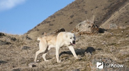 Tobet kutya leírását, árát kazah farkaskutya