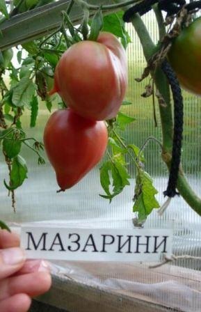 Paradicsom értékelések Mazarin képek, termesztés és karbantartás (fotó) Paradicsom értékelések Mazarin képek, termesztés és karbantartás