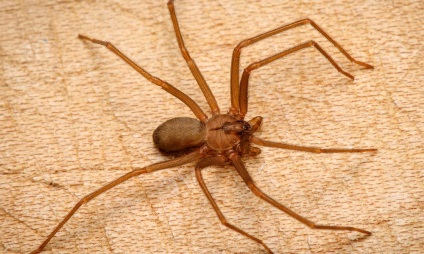 Top 10 legveszélyesebb és mérges pókok a világon