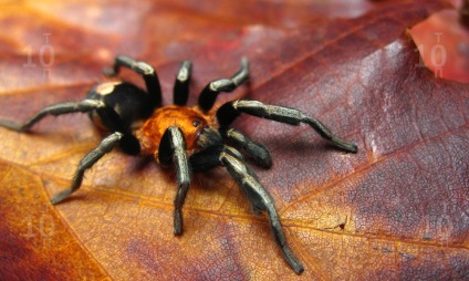 Top 10 legveszélyesebb és mérges pókok a világon
