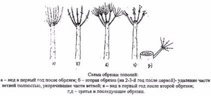 Nyár telepítési és fenntartási, szorzás (leírás és fotó) (nyár) Nyár telepítési és fenntartási, szorzás (leírás és fotók)