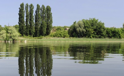 Nyár telepítési és fenntartási, szorzás (leírás és fotó) (nyár) Nyár telepítési és fenntartási, szorzás (leírás és fotók)