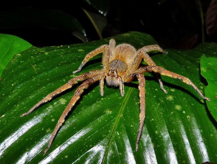 Top legveszélyesebb pókok - egy fotó leírás, aktuális témák