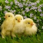 Top legszegényebb takarmány csirkéknek negatív aspektusait a különböző termékek