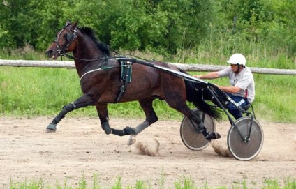 Gyakorló tesztek lovak ügető fajták zaezdka csikók gaits mozgás képzés