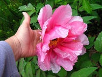 Tulipánfa, otthoni gondozást, Virágüzlet tanácsadás (ellátás) Tulipánfa, otthoni gondozást, Virágbolt Consulting