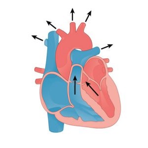 Billentyűhiba okozta aortaszűkület - tünetek és kezelés