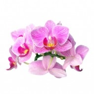 Műtrágyázás orchideák, öltözködés, tisztálkodás, locsolás