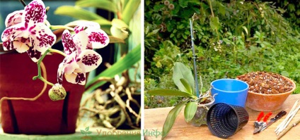 Műtrágyázás orchideák, öltözködés, tisztálkodás, locsolás