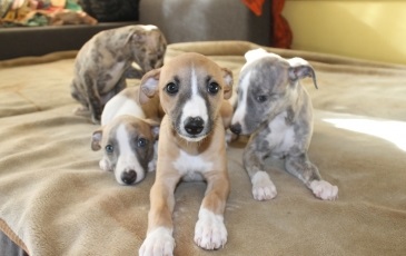 Whippet fotó, fajta leírás, kutyák és a természet felülvizsgálatok