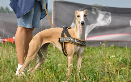 Whippet fotó, fajta leírás, kutyák és a természet felülvizsgálatok