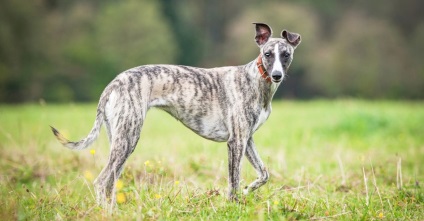 Whippet fotó, fajta leírás, kutyák és a természet felülvizsgálatok