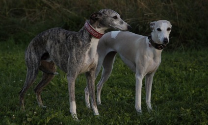 Whippet fotó, fajta leírás, kutyák és a természet felülvizsgálatok