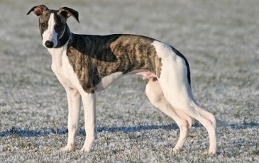 Whippet fotó, fajta leírás, kutyák és a természet felülvizsgálatok