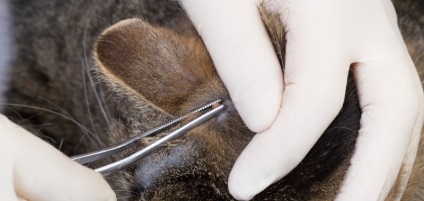 A macska fül atka, amely jelek és tünetek, leírás, videó