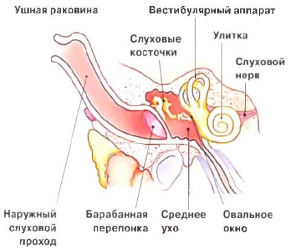 вуха кішок