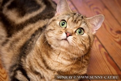 Macska fülét - meghallgatás - érdekes macskák, sunray - óvodai brit macska