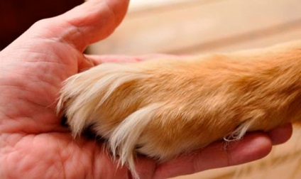 Az állatok eutanázia otthon Budapesten eutanázia a kutyák és a macskák, fájdalom nélkül, az árak, a költségek