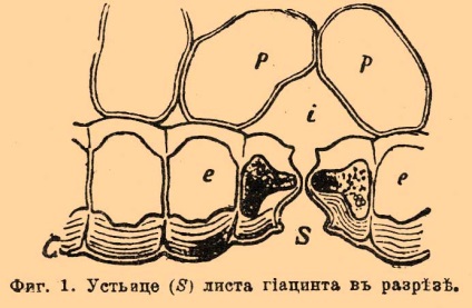 növény stomata - ez