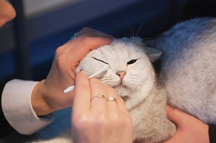 Eye Care Cat