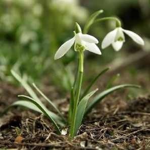 Care hóvirág termesztési feltételek és a gondozás a növények hóvirág nő a kertben