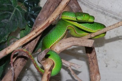 Hangulatos fészek kígyó cikk