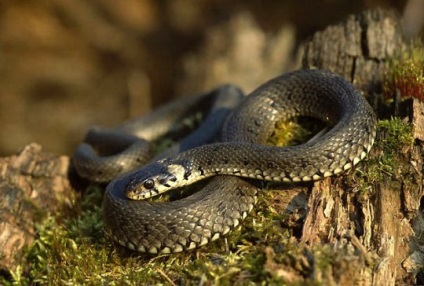 Hangulatos fészek kígyó cikk