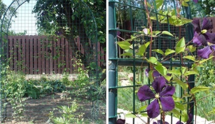Függőleges kertészeti kert a legjobb ötletek a kertben (fotókkal)