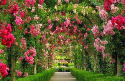 Függőleges kertészeti kert a legjobb ötletek a kertben (fotókkal)