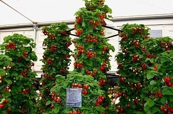 Függőleges epret termeszteni zsákokba holland technológia