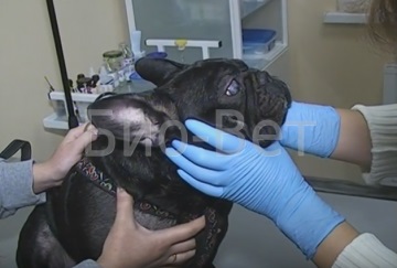 Állatorvosi szemész betegségek kutyák és macskák szeme