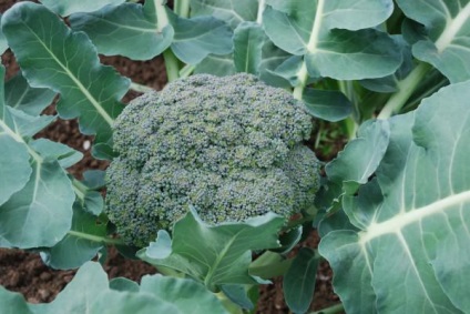 Növekvő brokkoli egy nyílt terepen, leszállás