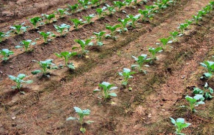 Növekvő brokkoli egy nyílt terepen - ültetés és gondozás