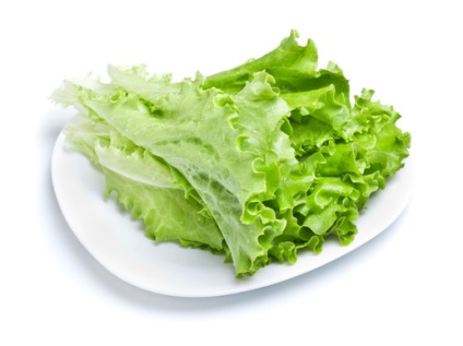 Termesztése saláta Saláta (fejes saláta)